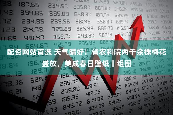 配资网站首选 天气晴好！省农科院两千余株梅花盛放，美成春日壁纸丨组图